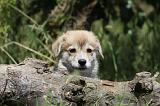 CORGI PEMBROKE 728